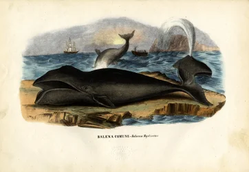 Ballena de Groenlandia, 1863-79